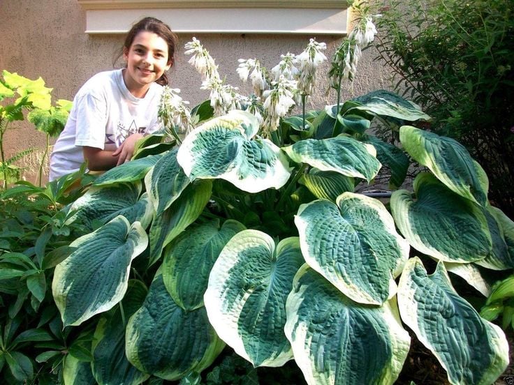 🎁2025 Special Offer🍃Rare Hosta Seeds🌿