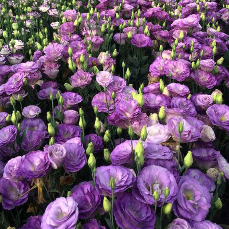 🌱 15 days germination🔥Eustoma Thornless Rose💐Lisanthus Seeds