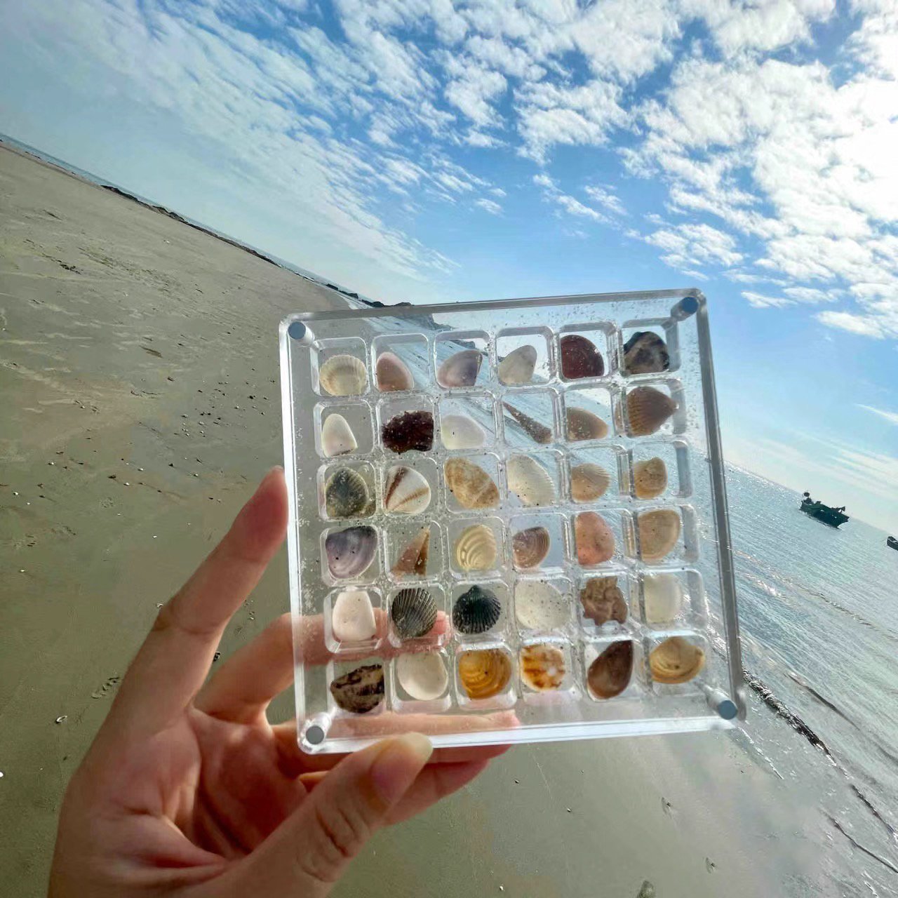 Last Day 50%-Acrylic Magnetic Seashell Display Box